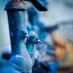 pexels-vicky-deshmukh-1431464
